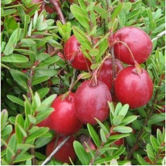 Саженцы клюквы Пилигрим 2 летние, конт. 3 л