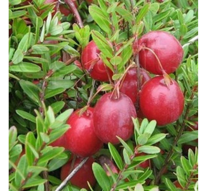 Саджанці журавлини Пілігрим 2 річні, конт. 3 л