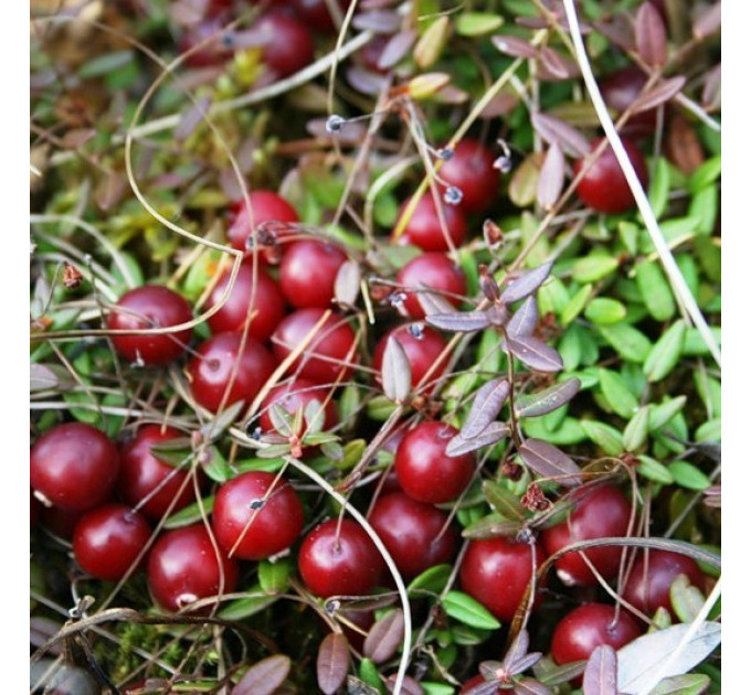 Саженцы клюквы "Бен Лир", 3 года 7.5 л