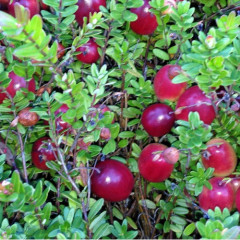 Cаженцы клюквы "Ховес" 3 летние, конт. 5 л