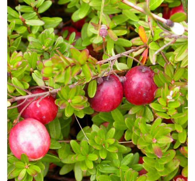 Клюква "Эрли Блэк", 2-летняя в горшке