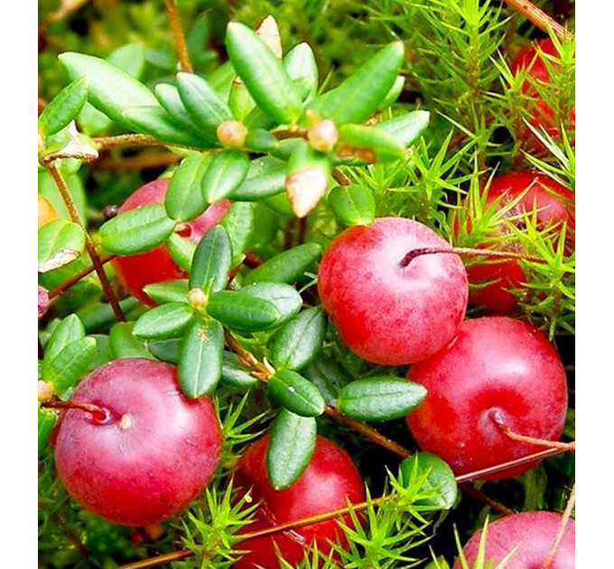 Саженцы клюквы сорт "Уилкокс" 2 летние, конт. 3 л