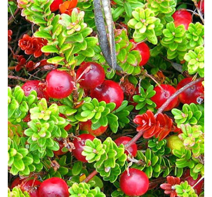 Саженцы клюквы сорт "Мак Фарлин", 3 года 7.5 л