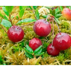 Саженцы клюквы "Бен Лир" 3 летние, конт. 5 л