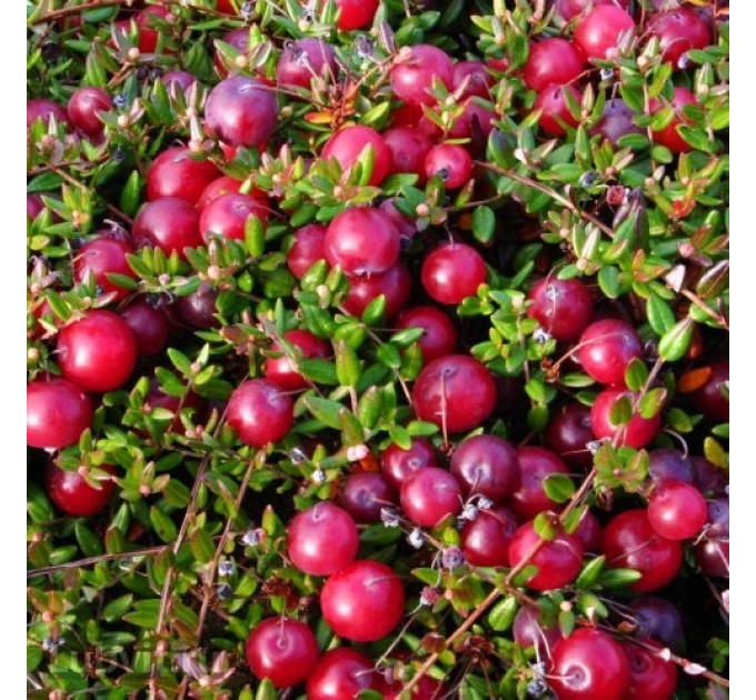 Саженцы клюквы "Бен Лир" 2 летние, конт. 3 л