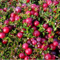 Саженцы клюквы "Бен Лир" 1 летние, конт. Р9