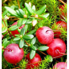 Саженцы клюквы сорт "Уилкокс" 1 летние P9