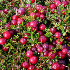 Саженцы клюквы Бен Лир 2 летние, конт. 1.5 л