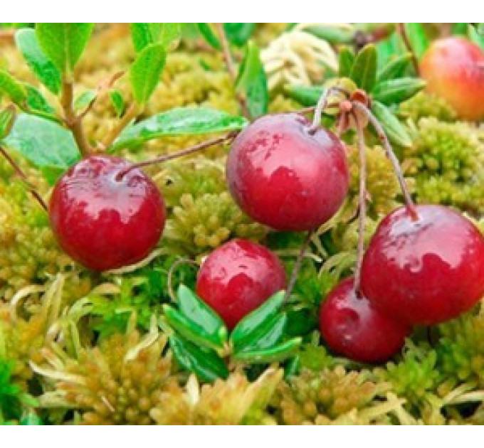 Саженцы клюквы Бен Лир 2 летние, конт. 1.5 л