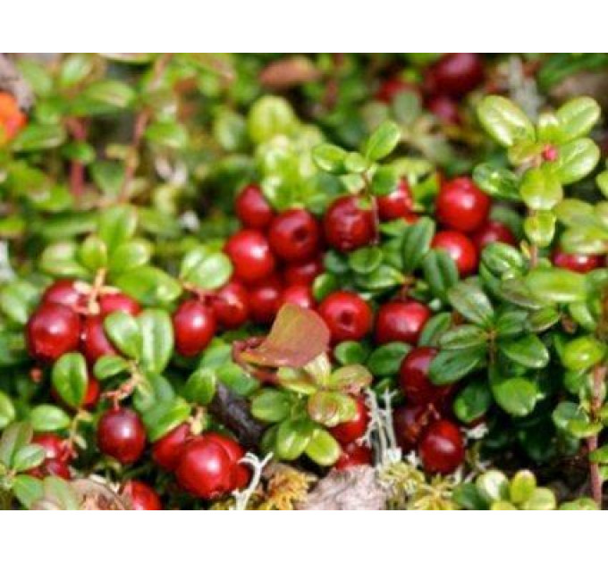 Саженцы клюквы Бен Лир 2 летние, конт. 1.5 л