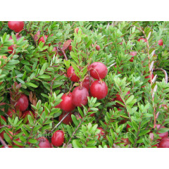 Саженцы клюквы Пилигрим 3 летние пакет 3.5 л