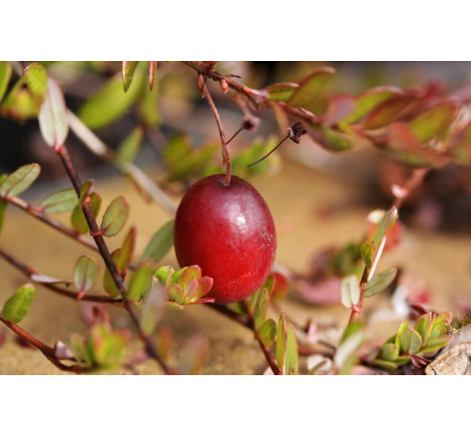 Саджанці журавлини сорт "Мак Фарлін" 1 літні P9