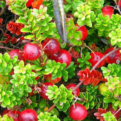 Саженцы клюквы сорт "Мак Фарлин" 1 летние P9