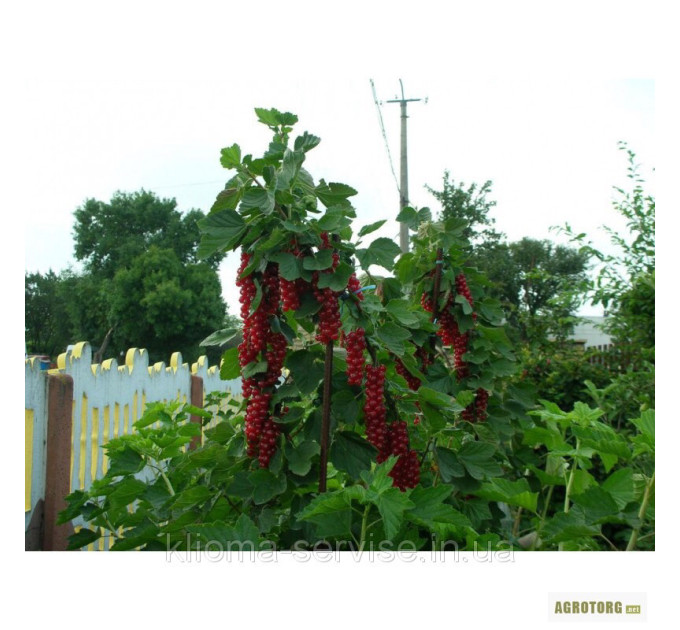 Саджанці порічки Джонкер ван Тетс 2 річні, напівупаковані