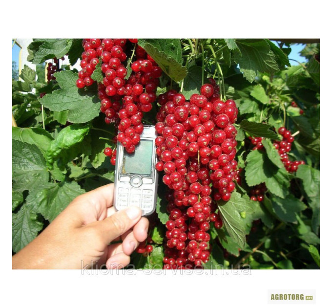 Саджанці порічки Джонкер ван Тетс 2 річні, напівупаковані