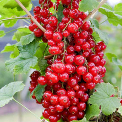 Смородина красная сорт Джунифер 1 летняя, полуупакованная (раннего срока созревания)