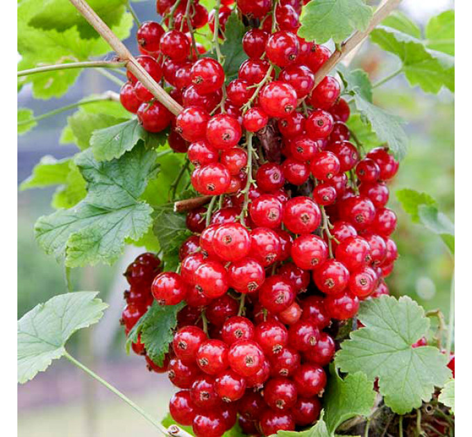 Смородина красная сорт Джунифер 1 летняя, полуупакованная (раннего срока созревания)