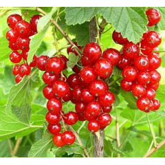 Смородина червона "Роднеус", 2 річна 7 л