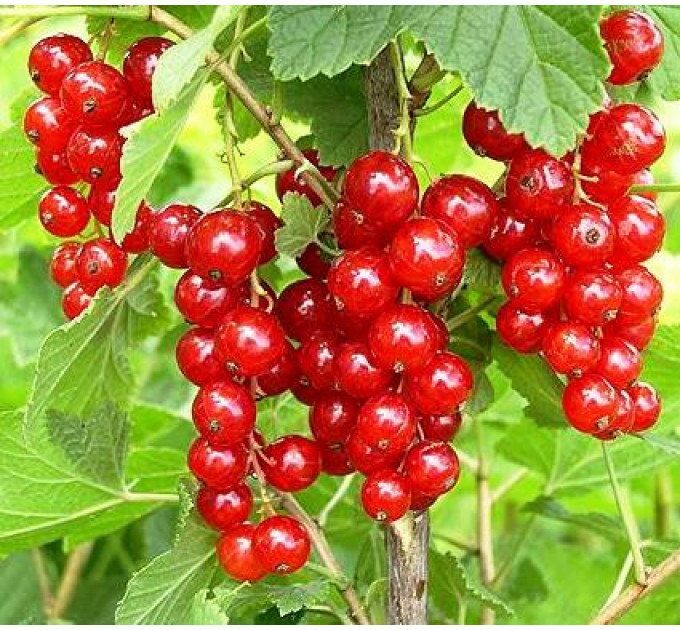 Смородина червона "Роднеус", 2 річна 7 л