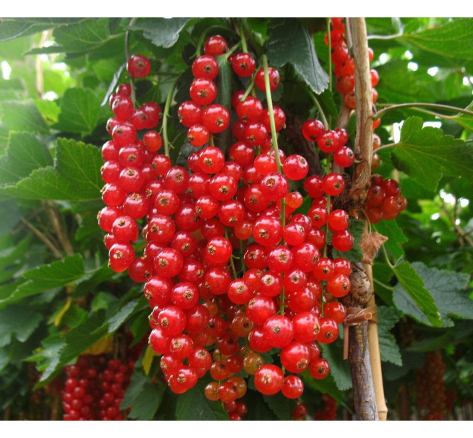 Смородина червона сорт Ровада 2 річна, напівупакована (пізнього терміну дозрівання)