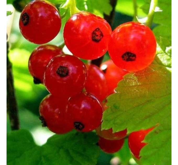 Смородина червона сорт Роднеус 2 річна, напівупакована (пізнього терміну дозрівання)