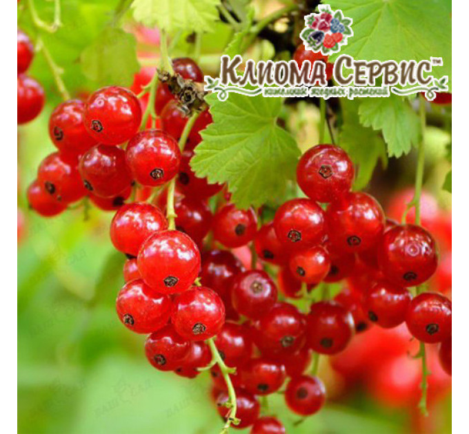 Смородина червона "Роднеус", 2 річна 7 л