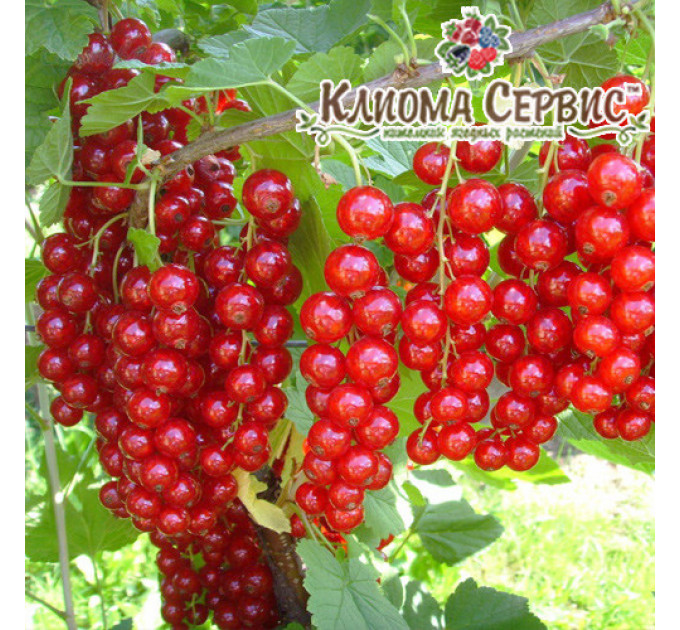 Смородина красная сорт Джунифер 1 летняя, полуупакованная (раннего срока созревания)