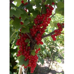 Червона смородина "Святкова", контейнер 2л