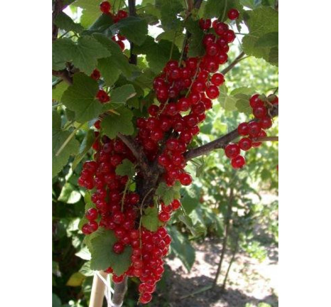 Червона смородина "Святкова", контейнер 2л