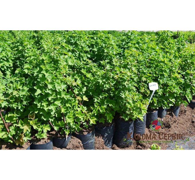 Червона смородина Джонкер ван Тетс, 2 річна 7 л