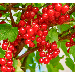 Червона смородина Джонкер ван Тетс, 2 річна 7 л