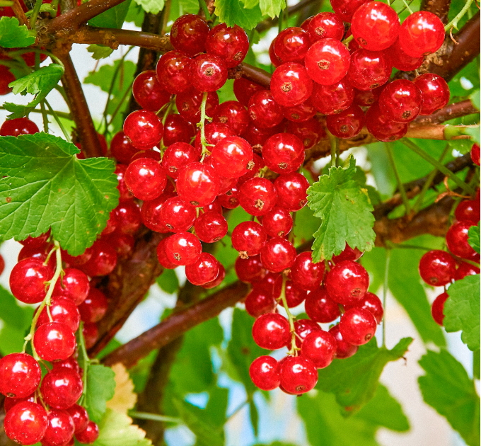 Червона смородина Джонкер ван Тетс, 2 річна 7 л