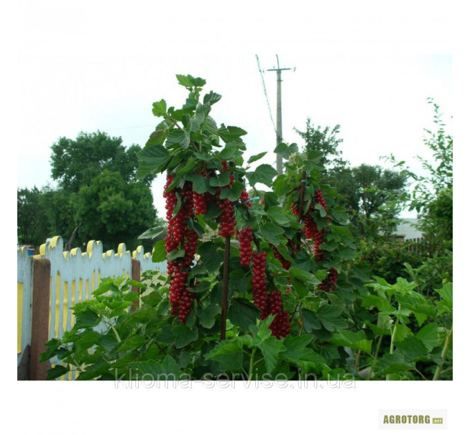 Червона смородина Джонкер ван Тетс, 2 річна 7 л