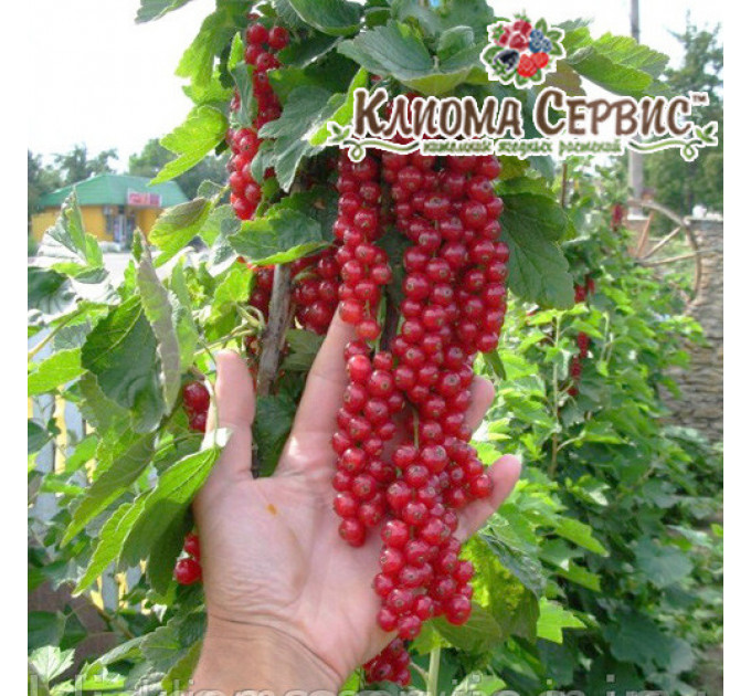 Червона смородина Джонкер ван Тетс, 2 річна 7 л