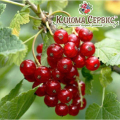 Смородина червона "Улюблена" полуупакованные(торфосуміш і стрейч)