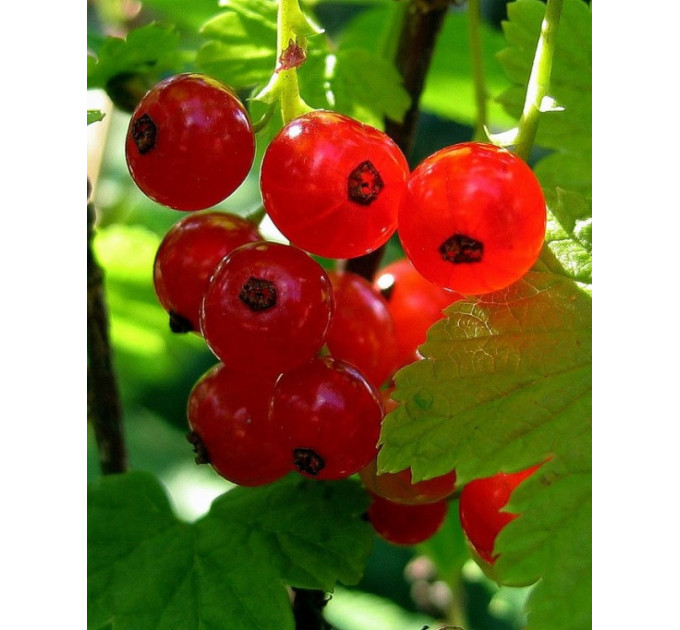 Червона смородина сорт "Джуніфер", 2 річна 7 л