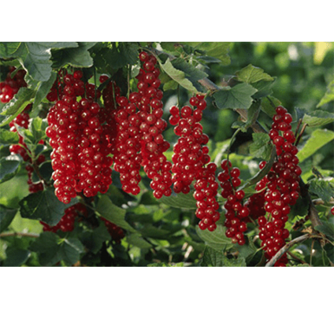 Червона смородина "Ровада", 2 года 7 л