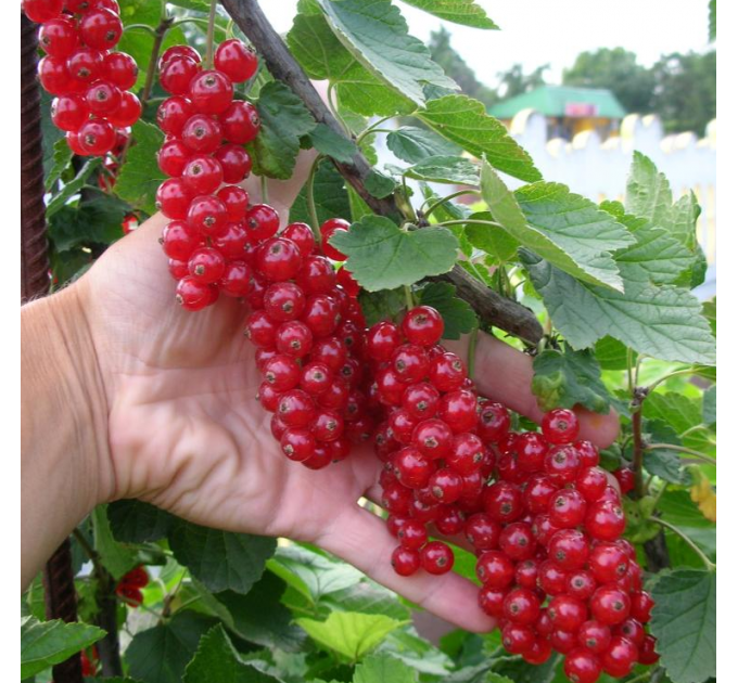 Червона смородина "Ровада", 2 года 7 л