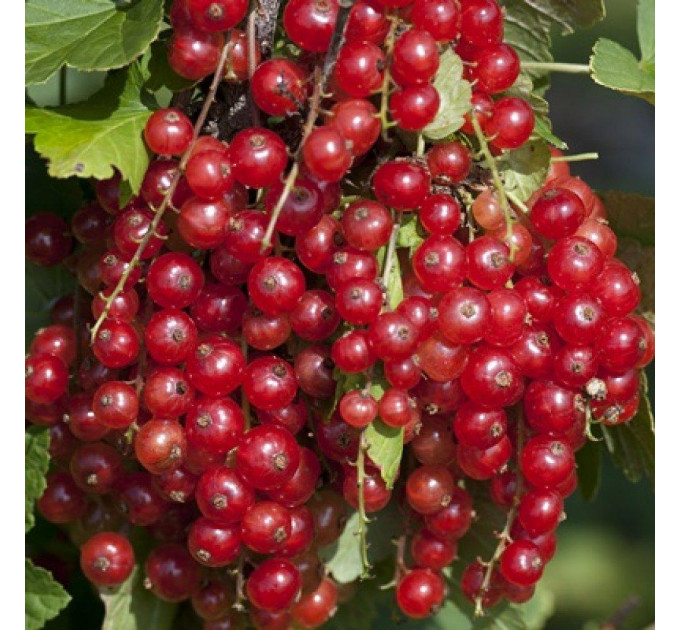 Смородина красная сорт Джонкер ван Тетс 1 летняя, полуупакованная (раннего срока созревания)