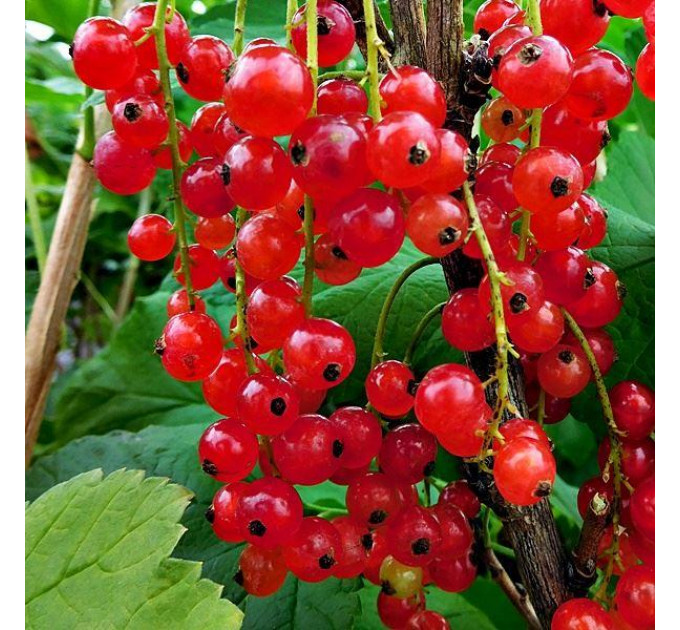 Червона смородина "Ровада", 2 года 7 л