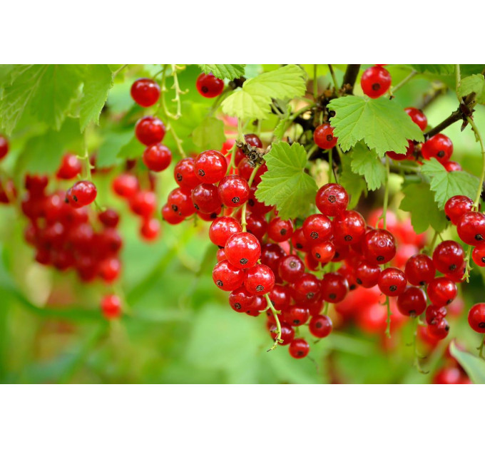 Червона смородина "Ровада", 2 года 7 л