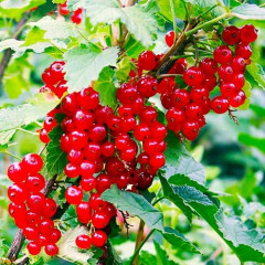 Смородина красная сорт Роднеус 1 летняя, полуупакованная (познего срока созревания)