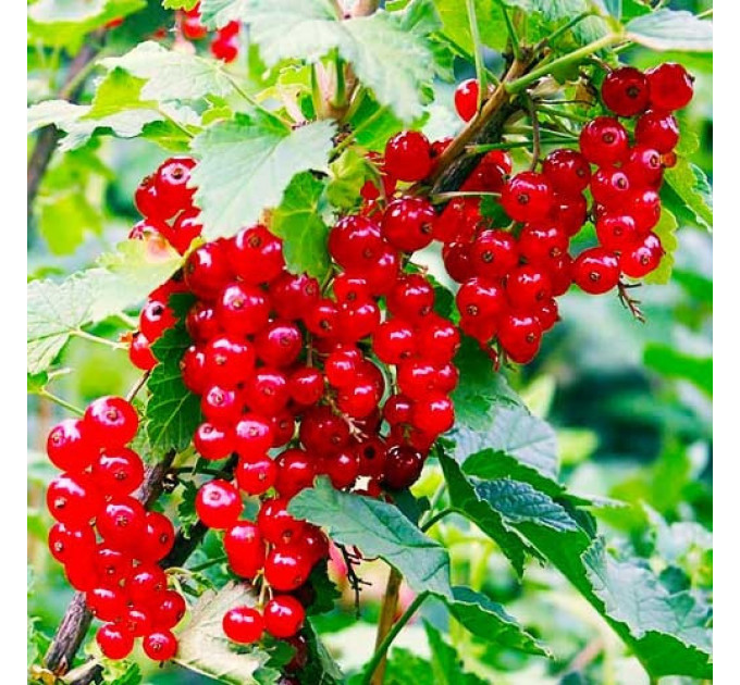 Смородина красная сорт Роднеус 1 летняя, полуупакованная (познего срока созревания)