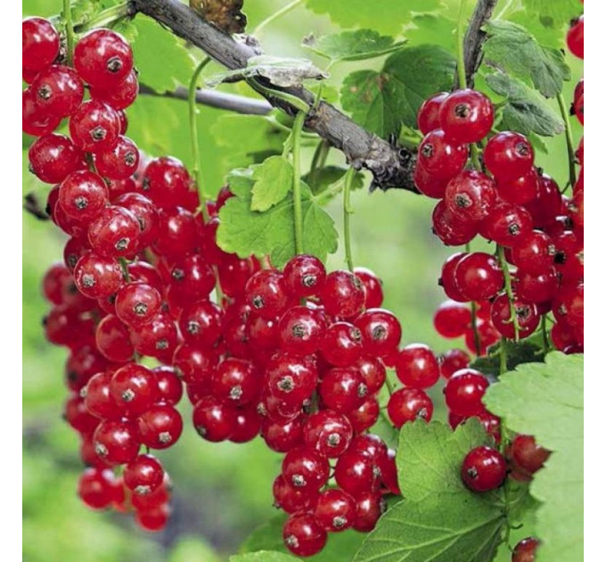 Смородина красная сорт Джонкер ван Тетс 1 летняя, полуупакованная (раннего срока созревания)