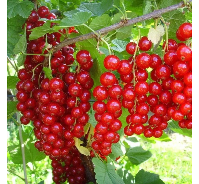 Смородина красная сорт Джонкер ван Тетс 1 летняя, полуупакованная (раннего срока созревания)