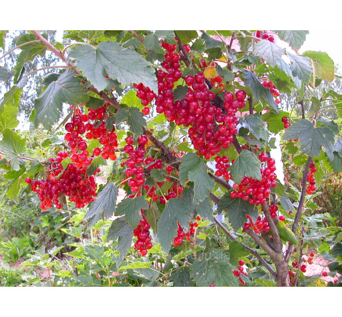 Саджанці червоної смородини Рондом