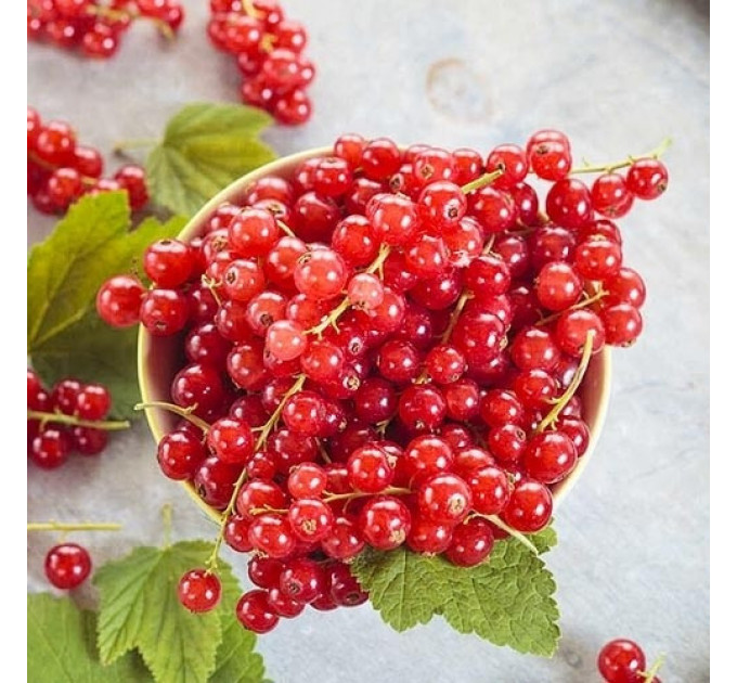 Смородина красная сорт Аугустус 1 летняя, полуупакованная (позднего срока созревания)