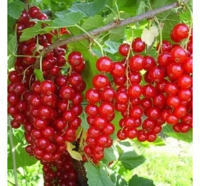 Смородина красная сорт Аугустус 1 летняя, полуупакованная (позднего срока созревания)