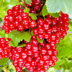 Смородина красная сорт Аугустус 1 летняя, полуупакованная (позднего срока созревания)