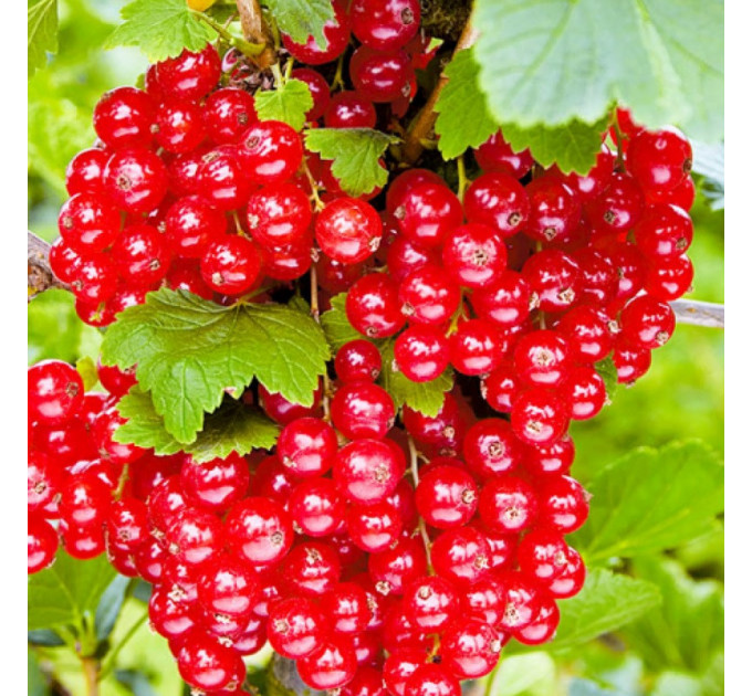 Смородина красная сорт Аугустус 1 летняя, полуупакованная (позднего срока созревания)